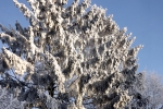 verschneite-baeume-sonnenschein-4743 verschneite-baeume-sonnenschein-4743