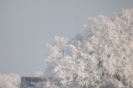 verschneiter-baum-und-dach-4751