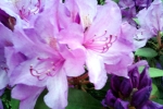 bluehnder-rhododendron