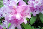 lila-rhododendron