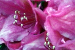 rhododendron-bluehte-zeichnung
