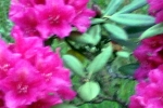 rosa-rhododendron-bluehten