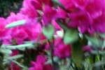 rosa-rhododendron-boller