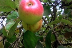 apfel