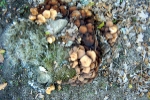 pilze-von-oben pilze-von-oben