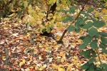 5531-herbst-laub