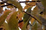 5533-herbst-laub 5533-herbst-laub