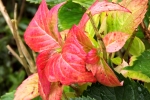 5560-blaetter-rot-gelb-gruen