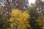 5564-herbst-wald