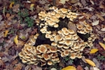 5586-herbst-pilze