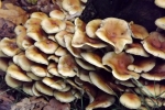 5588-pilze 5588-pilze