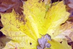 5590-ahorn-blatt-gelb