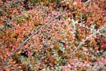 5595-bodendecker-gruen-rot