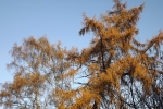 5632-goldener-herbst