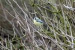 5654-blaumeise-gebuesch