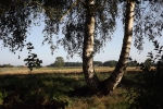 birken-im-herbstlicht.jpg