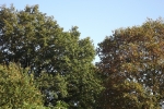 der-wald.jpg