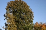 eine-eiche.jpg