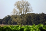 feld-mit-kalem-baum.jpg