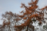 goldener-baum.jpg