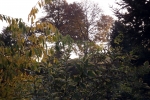 herbst-toene.jpg