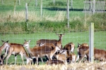 herbst-wild.jpg