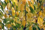 herbstliche-blaetter.jpg