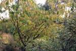 herbstlicht.jpg
