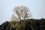 kaler-baum.jpg