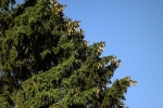 zapfen-an-tanne.jpg
