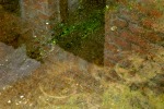 10275-spiegellung-wasser-moos