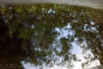 10276-baeume-wasserspiegellung