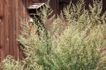 10278-vogelhaus-versteckt 10278-vogelhaus-versteckt