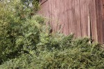 10280-huette-gebuesch