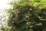 10281-hollunder-beeren-kraeuter