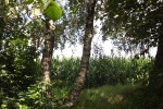 10289-zwillings-birke
