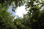 10294-wald
