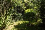 10295-waldweg