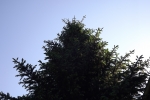6125-tanne-himmel-blau