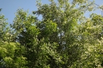 6132-gruene-blaetter-im-sonnenlicht