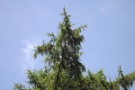 6188-lerche-himmel-blau