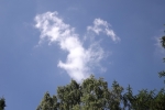 6189-birke-himmel-blau-wolke