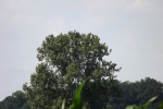 6199-mais-baum