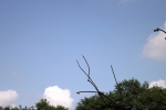 6203-baeume-wolken-himmel