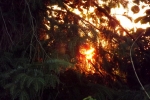 6238-sonnenaufgang-sonnenuntergang-aeste