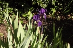 6014-iris-sonnenlicht