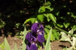 6021-iris-sonnenlicht