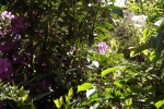 6038-flieder-rhododendren