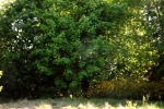 6056-wiese-wald