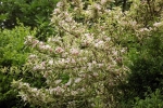 6087-rosa-bluehender-baum